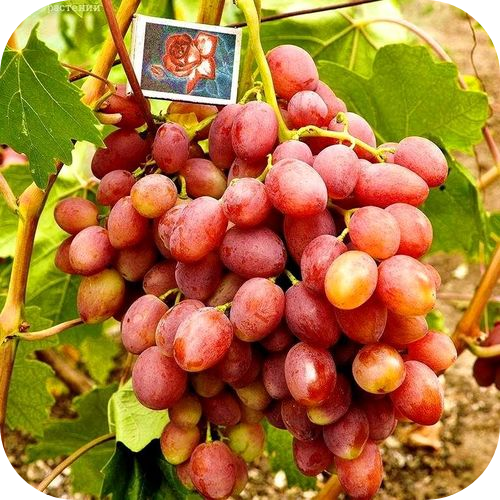 Виноград кишмиш "Находка" 